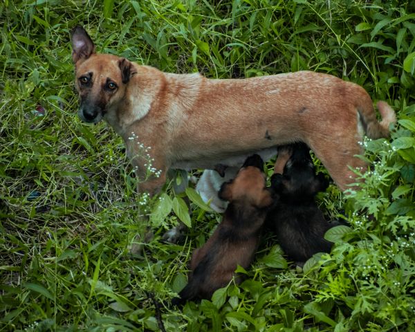 homeless dog, puppies Wallpaper 1280x1024