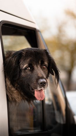 dog in the car Wallpaper 640x1136