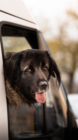 dog in the car Wallpaper 2160x3840
