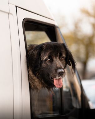 dog in the car Wallpaper 3434x4293