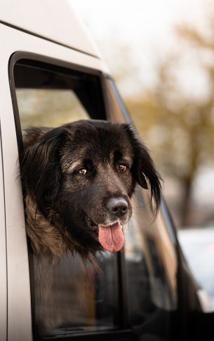 dog in the car Wallpaper 1752x2800