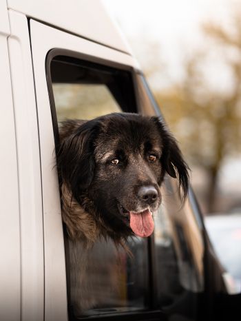 dog in the car Wallpaper 1668x2224