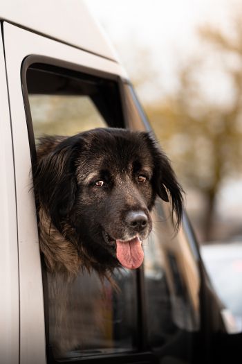 dog in the car Wallpaper 640x960