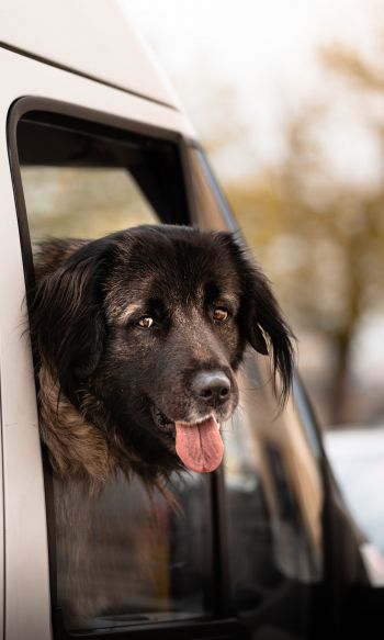 dog in the car Wallpaper 1200x2000