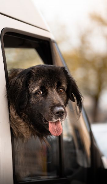 dog in the car Wallpaper 600x1024