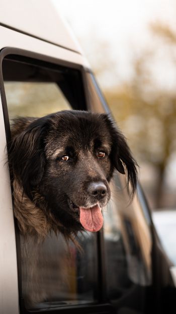 dog in the car Wallpaper 720x1280