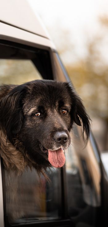 dog in the car Wallpaper 1440x3040