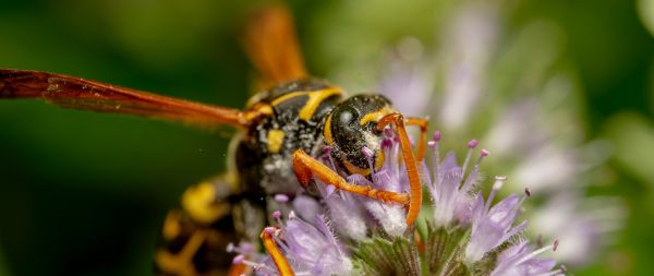 bee on flower Wallpaper 2560x1080