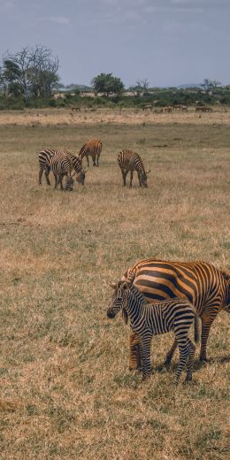 Tsavo East National Park, Kitui, Kenya Wallpaper 720x1440