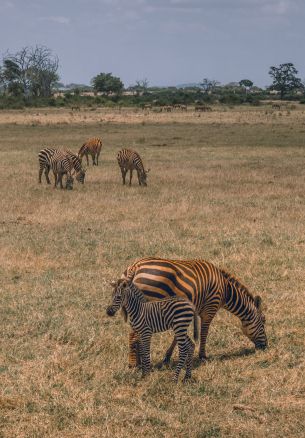 Tsavo East National Park, Kitui, Kenya Wallpaper 1640x2360