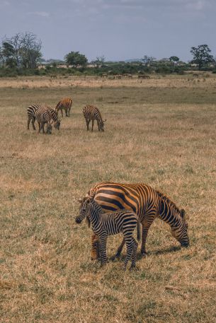 Tsavo East National Park, Kitui, Kenya Wallpaper 2389x3583