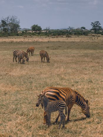 Tsavo East National Park, Kitui, Kenya Wallpaper 2048x2732