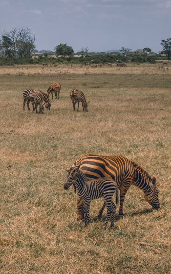Tsavo East National Park, Kitui, Kenya Wallpaper 1600x2560