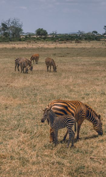 Tsavo East National Park, Kitui, Kenya Wallpaper 1200x2000