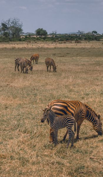 Tsavo East National Park, Kitui, Kenya Wallpaper 600x1024