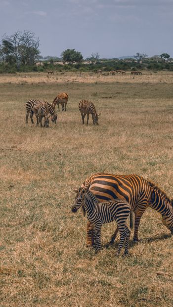 Tsavo East National Park, Kitui, Kenya Wallpaper 640x1136