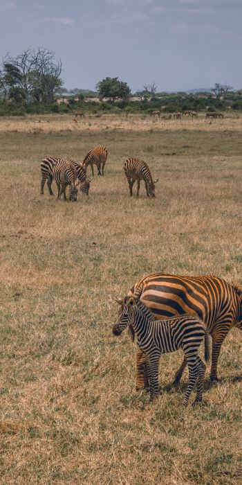 Tsavo East National Park, Kitui, Kenya Wallpaper 720x1440