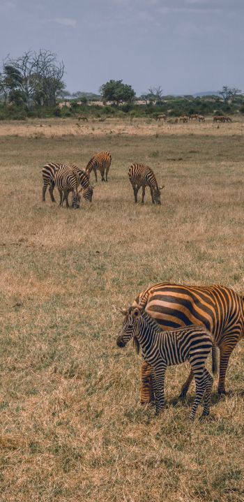 Tsavo East National Park, Kitui, Kenya Wallpaper 1440x2960
