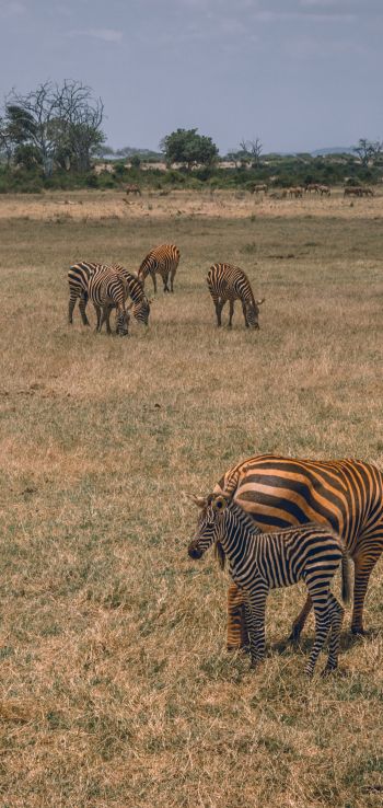 Tsavo East National Park, Kitui, Kenya Wallpaper 720x1520