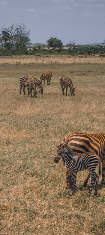 Tsavo East National Park, Kitui, Kenya Wallpaper 1080x2400