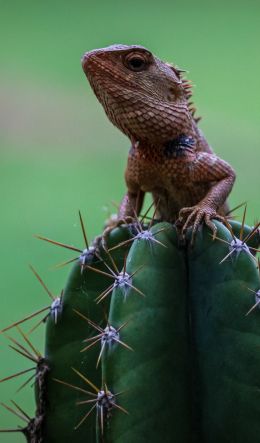 lizard on cactus Wallpaper 600x1024