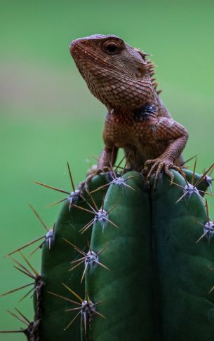 lizard on cactus Wallpaper 1752x2800