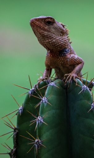 lizard on cactus Wallpaper 1200x2000