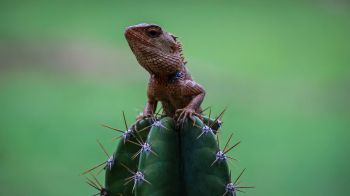 lizard on cactus Wallpaper 2560x1440