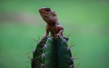 lizard on cactus Wallpaper 2560x1600