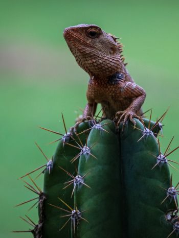 lizard on cactus Wallpaper 1668x2224