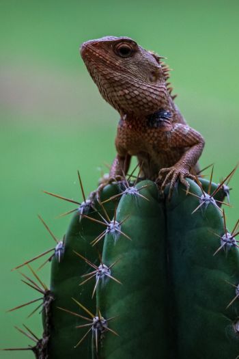 lizard on cactus Wallpaper 640x960