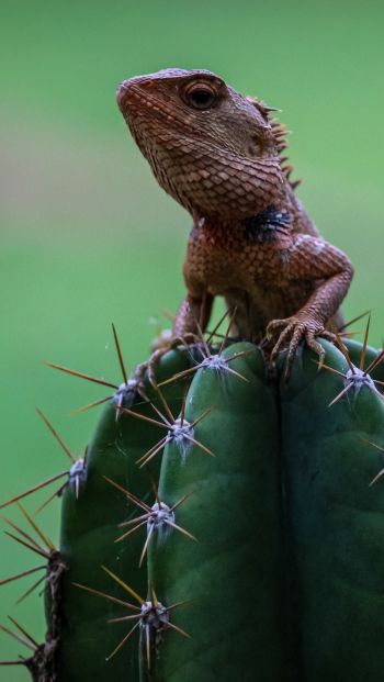 lizard on cactus Wallpaper 640x1136