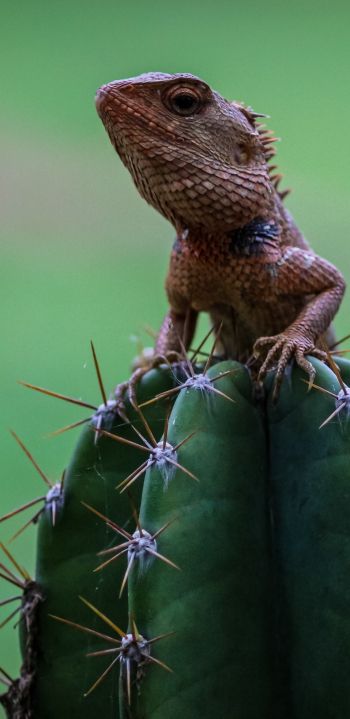 lizard on cactus Wallpaper 1080x2220