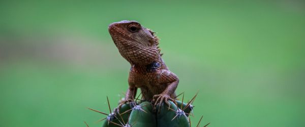 lizard on cactus Wallpaper 3440x1440