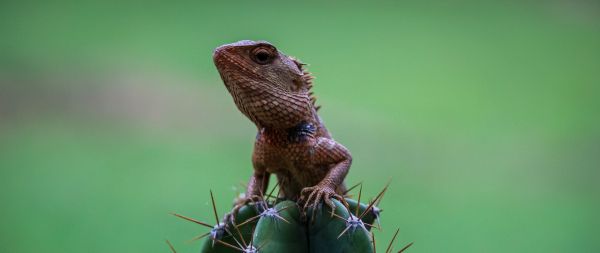 lizard on cactus Wallpaper 2560x1080