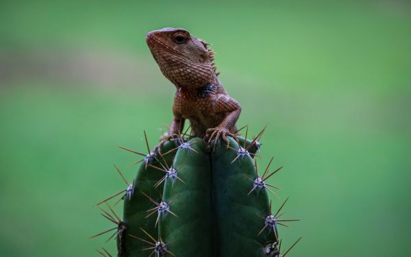 lizard on cactus Wallpaper 1920x1200