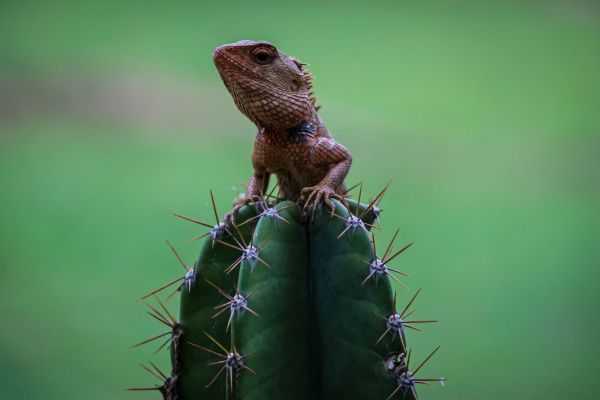 lizard on cactus Wallpaper 4276x2851