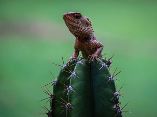 lizard on cactus Wallpaper 800x600