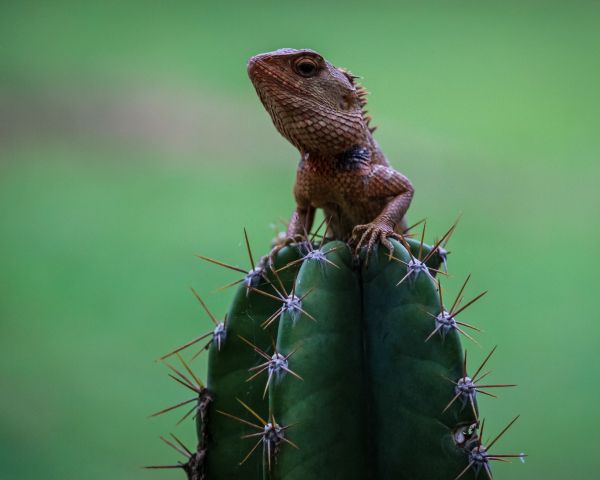 lizard on cactus Wallpaper 1280x1024