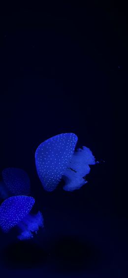 Lisbon Oceanarium, jellyfish Wallpaper 1080x2340