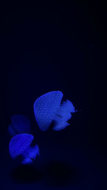 Обои 640x1136 Лиссабонский океанариум, медузы