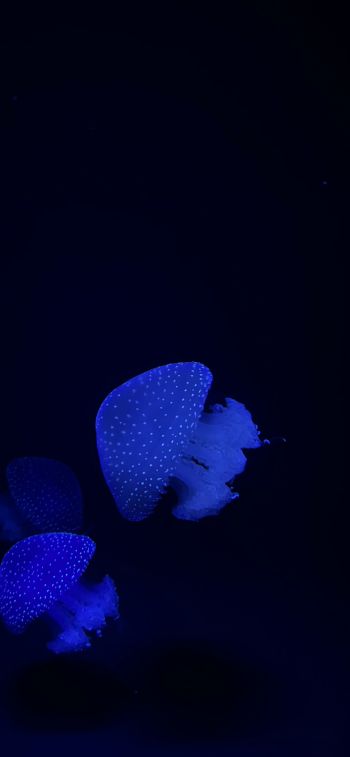 Обои 1125x2436 Лиссабонский океанариум, медузы