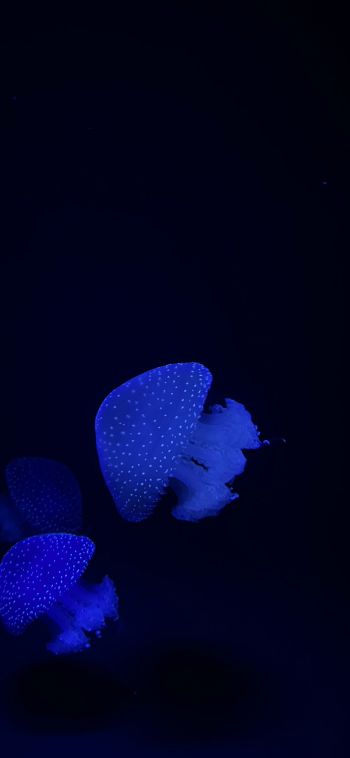 Обои 1080x2340 Лиссабонский океанариум, медузы