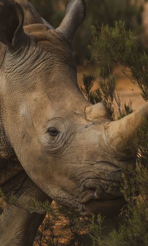 Обои 1200x2000 носорог, Африка