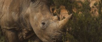 Обои 3440x1440 носорог, Африка