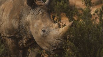 Обои 1920x1080 носорог, Африка