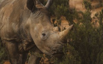 Обои 1920x1200 носорог, Африка