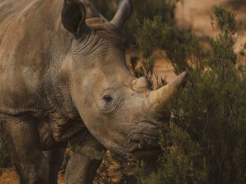Обои 1024x768 носорог, Африка
