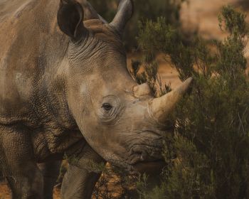 Обои 1280x1024 носорог, Африка