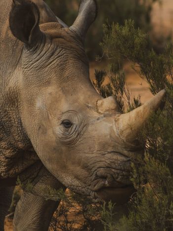 Обои 1620x2160 носорог, Африка